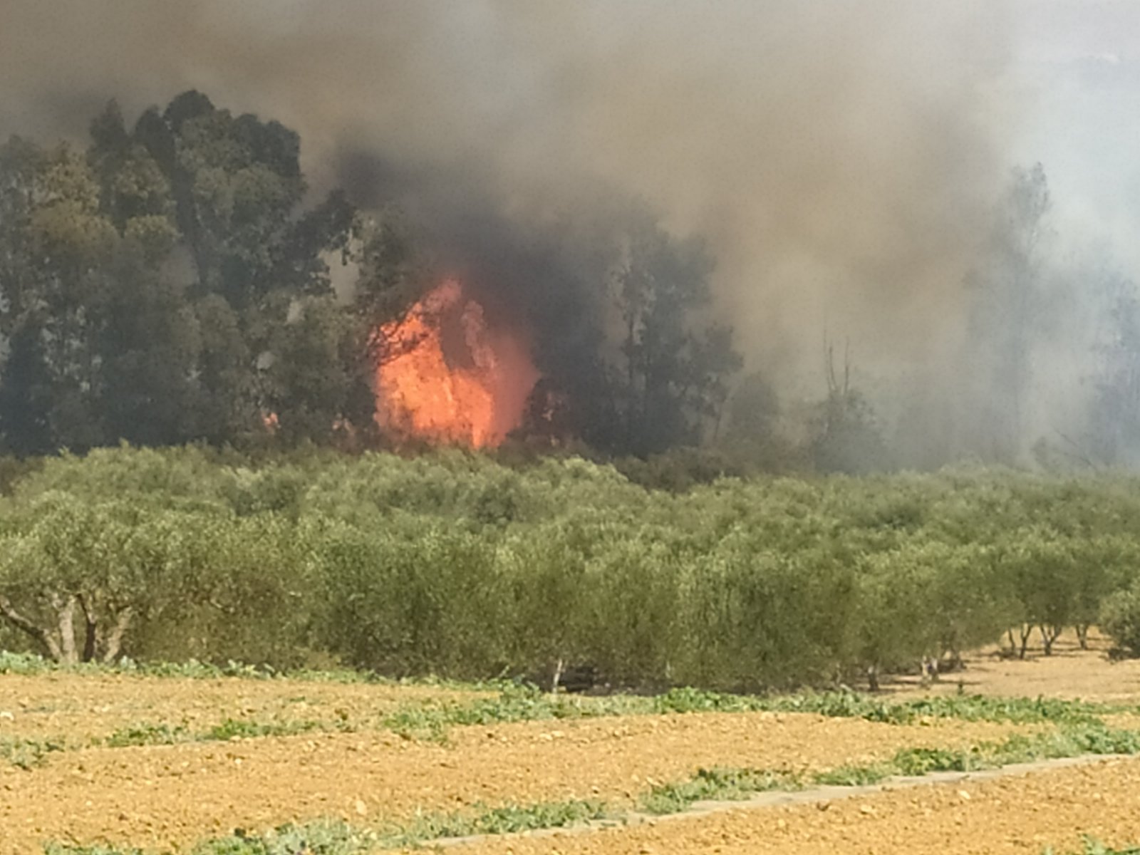 Φωτιά Καλύβια