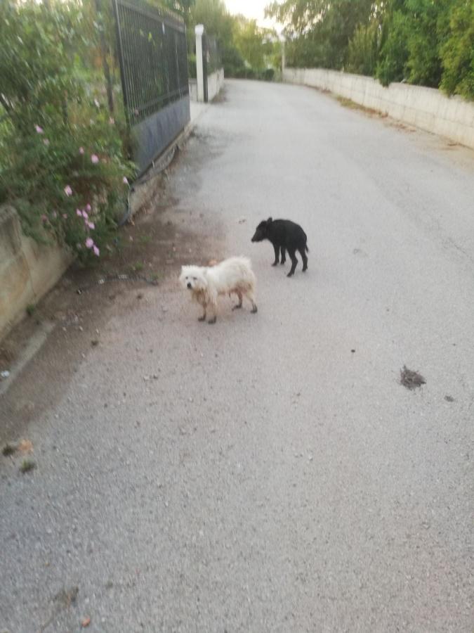 σκυλάκι και γουρουνάκι