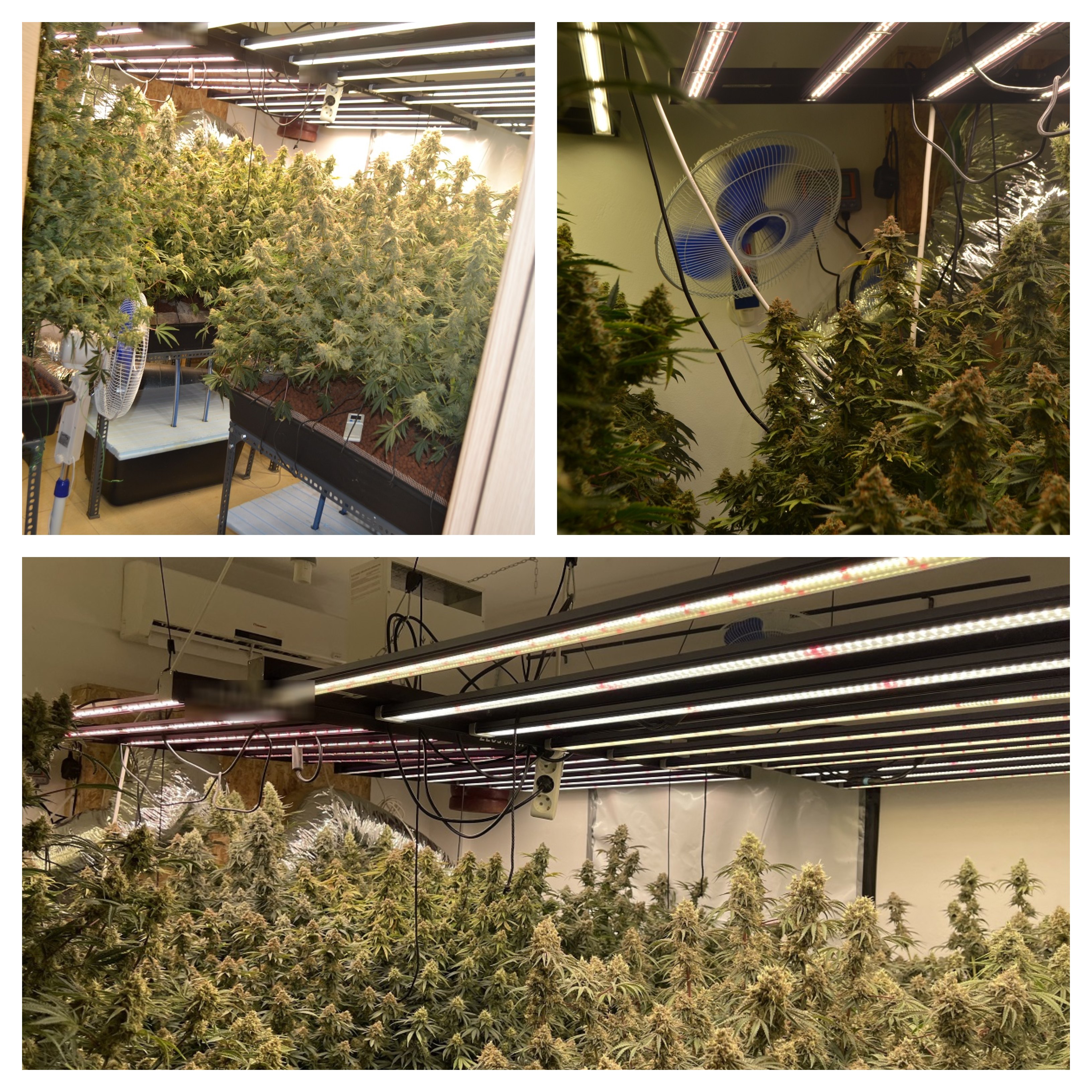 κάνναβη ανισσαράς υδροπονική βίλα