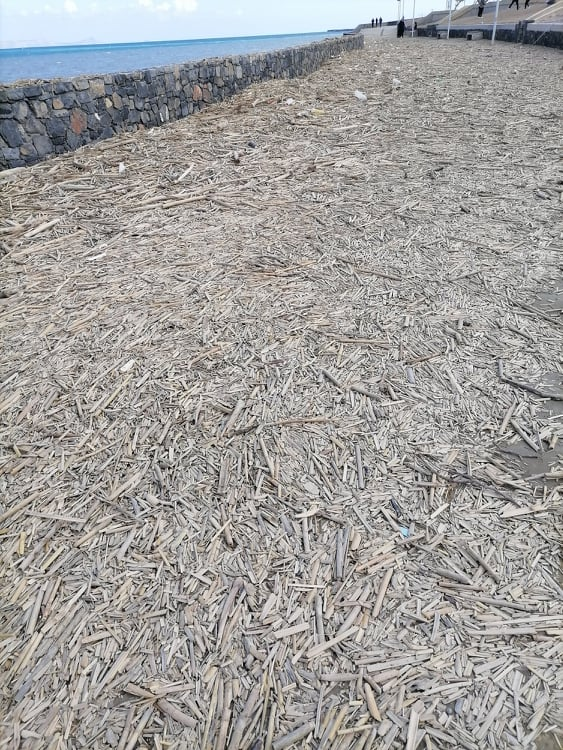 Καράβολας καλάμια