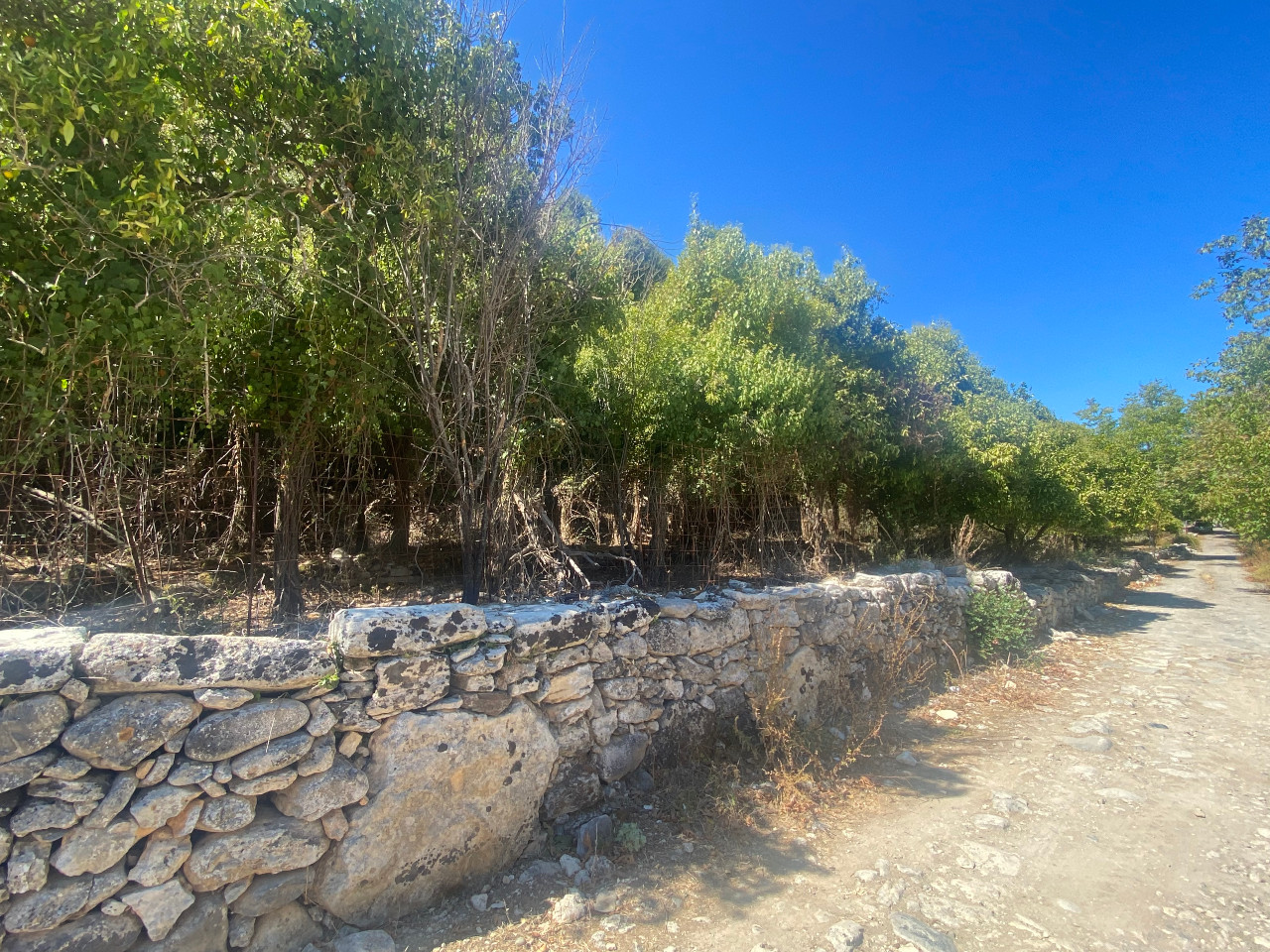 Οργή, φόβος και απόγνωση για τους καταπατητές κτηνοτρόφους στο Μυλοπόταμο 