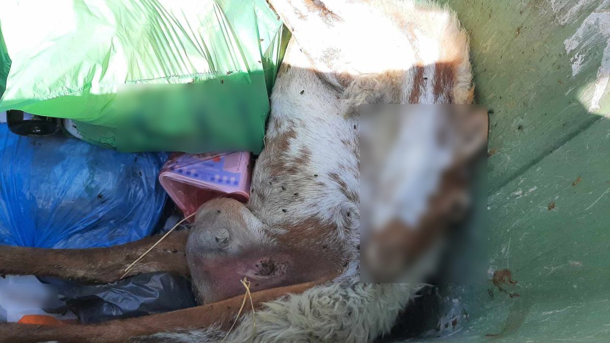 katsika skoupidia....