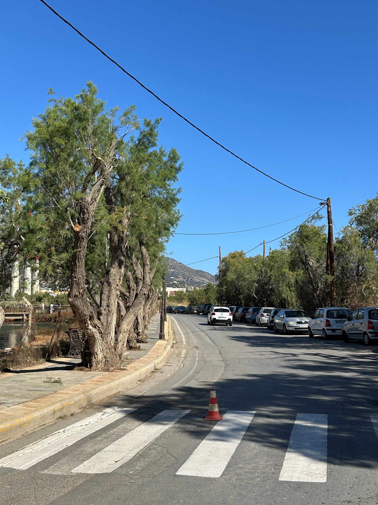 Κλαδέματα Αμμουδάρα