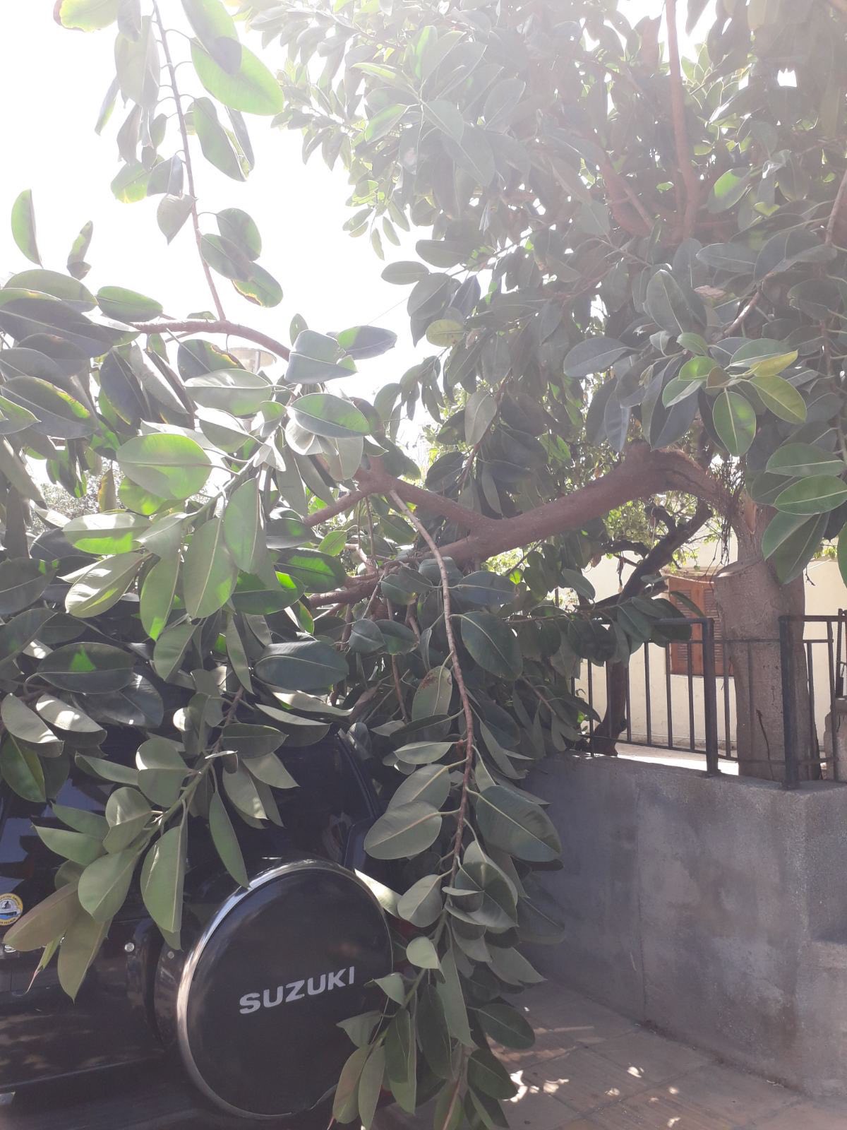 Κλαδί δέντρου Ακαδημίας