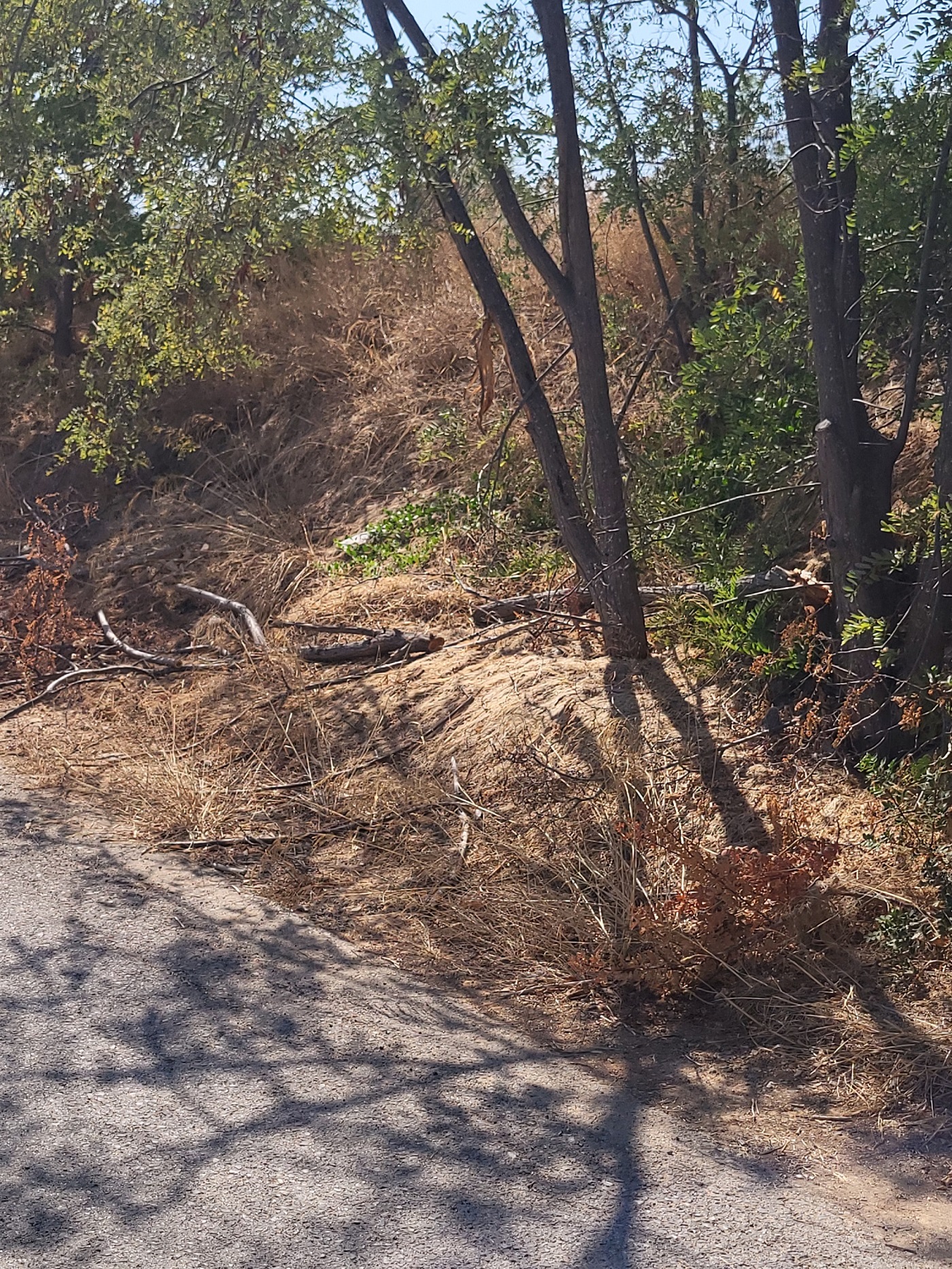 Ξερά κλαδιά