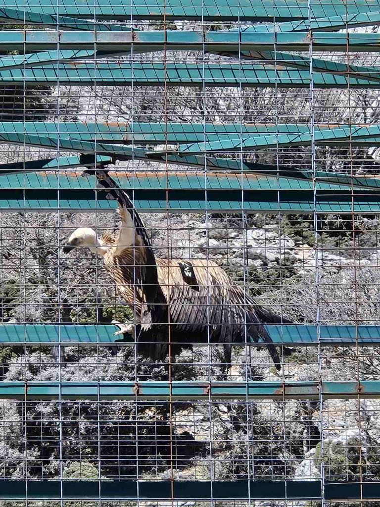 Επίσκεψη στον κλωβό φιλοξενίας και εγκλιματισμού γυπών και άλλων ειδών ορνιθοπανίδας στην θέση Αμπελάκια, στην Γέργερη Εξωτερικός