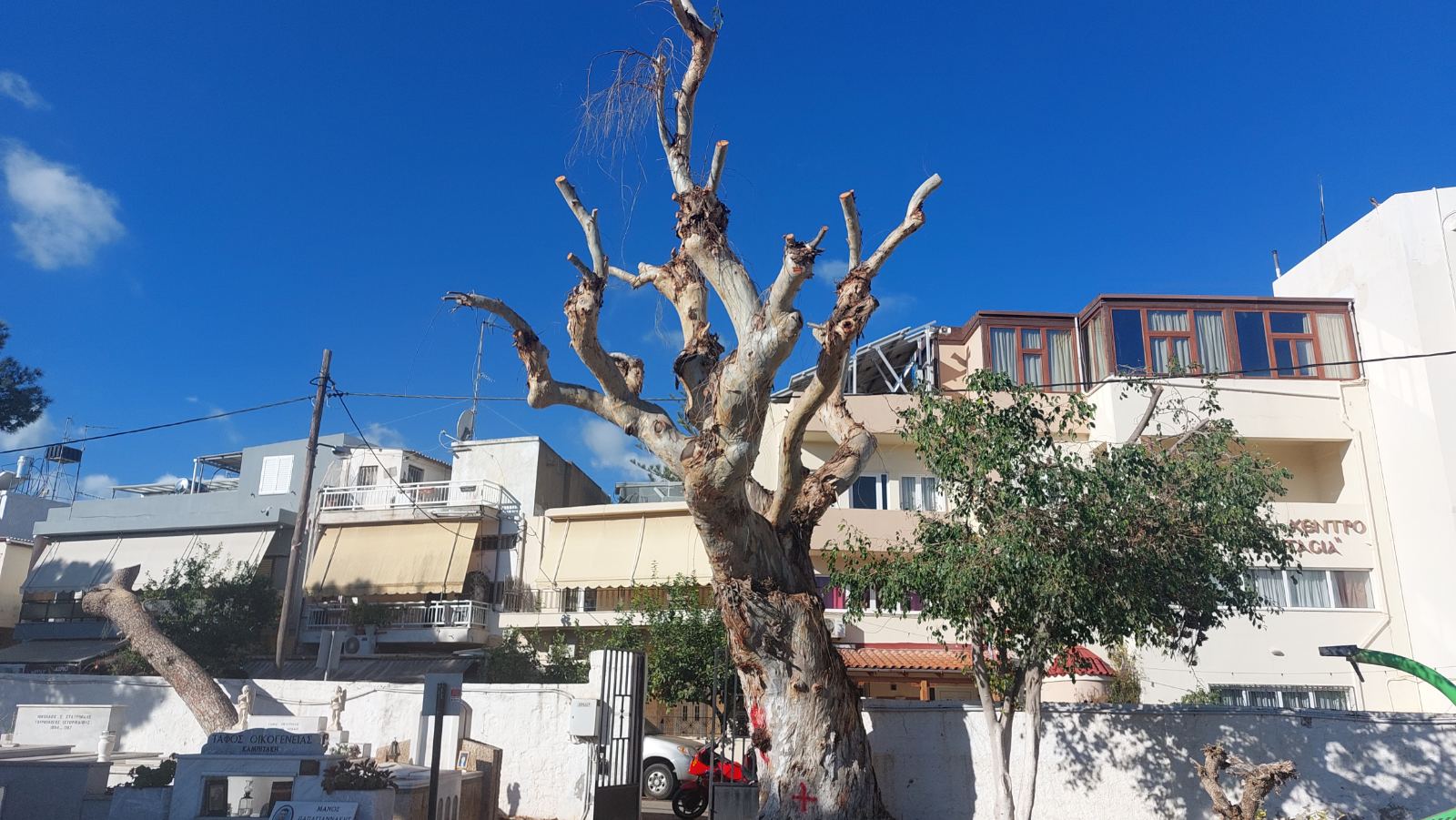 kommena dentra agios konstantinos 2