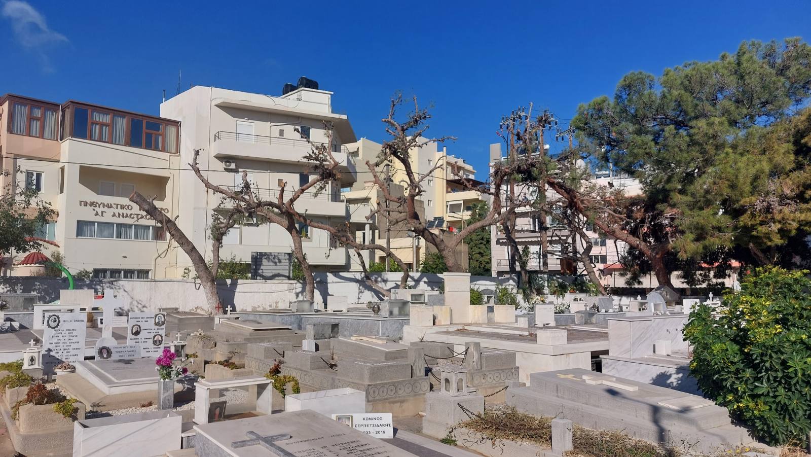 kommena dentra agios konstantinos0