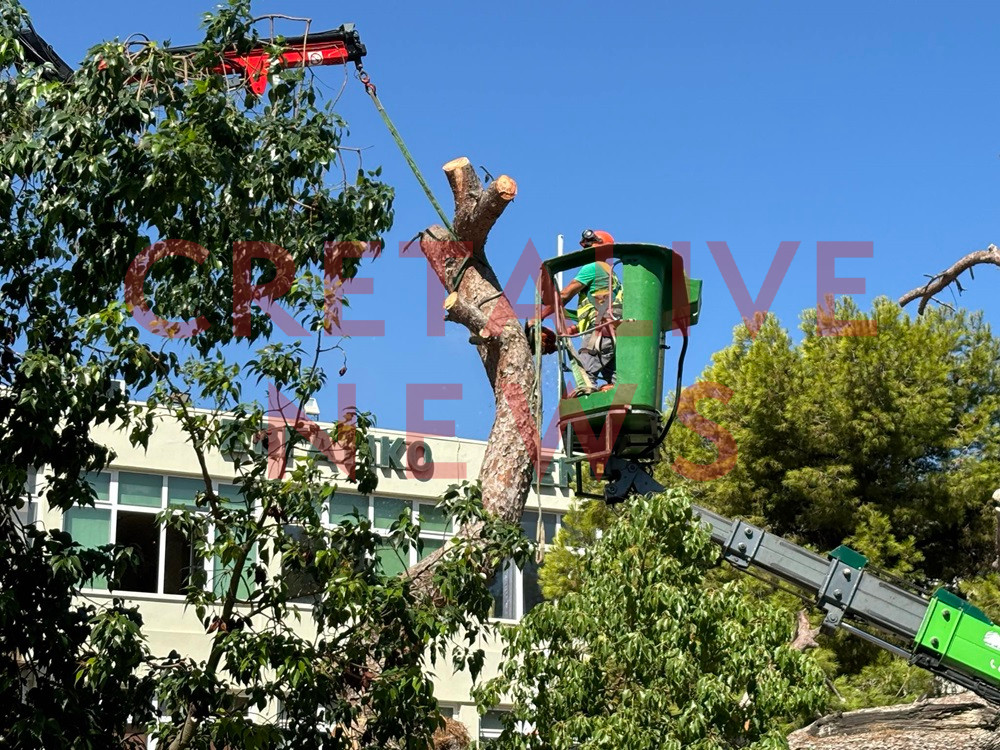 Κοπή δέντρου Δημοκρατίας