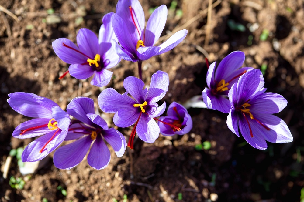 Κρόκος Κοζάνης