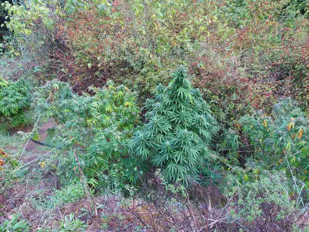 κύκλωμα ναρκωτικά