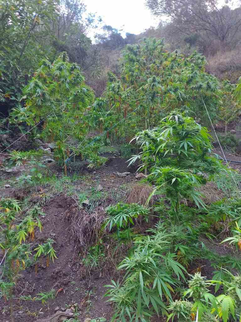 κύκλωμα ναρκωτικά