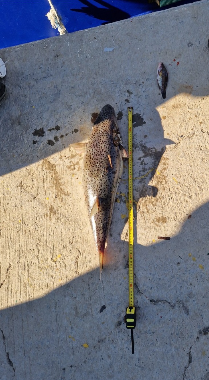 Λαγοκέφαλος καταστροφή δίχτυα Ηράκλειο