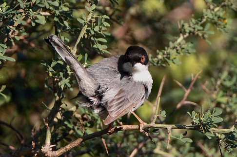 ϊδρυμα λεβέντη