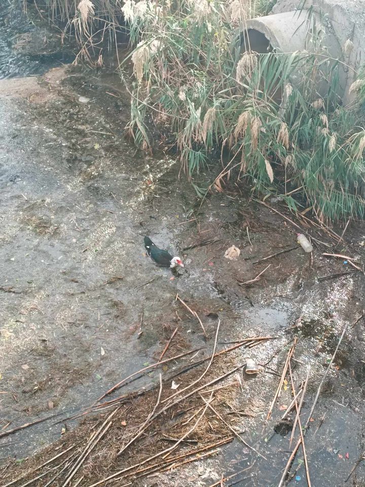 Λινοπεράματα πάπια