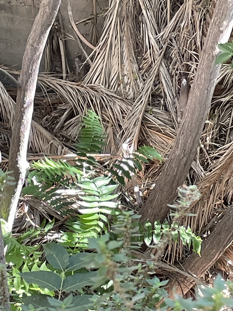 Οδός Μαλικούτη ξερόχορτα