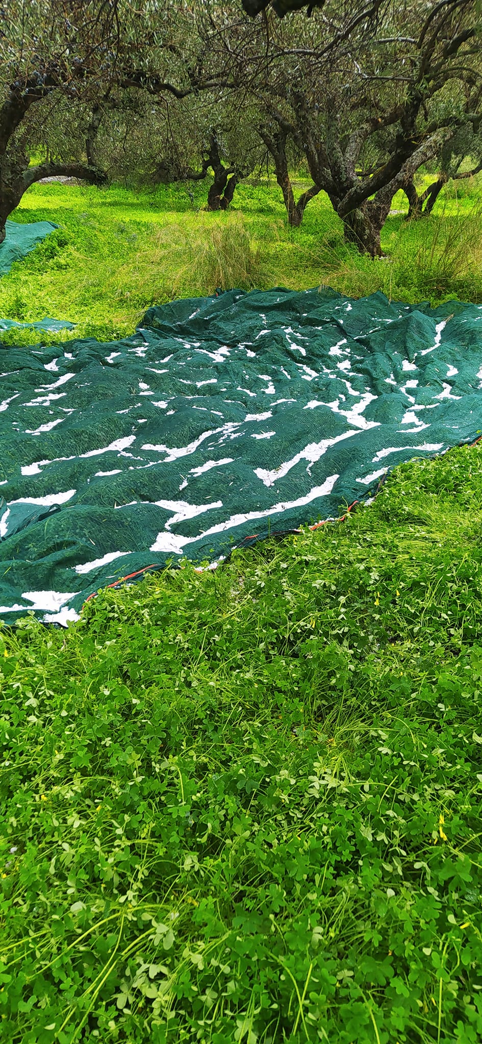 Μάρθα Δήμου Βιάννου - Φωτογραφία Κωστας Σταυρακακης από Μετεωκρήτες