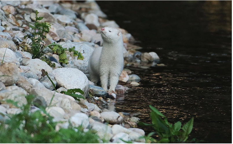φωτογραφία ΜΑΡΚΟΣ ΧΟΥΖΟΥΡΗΣ / EUROKINISSI