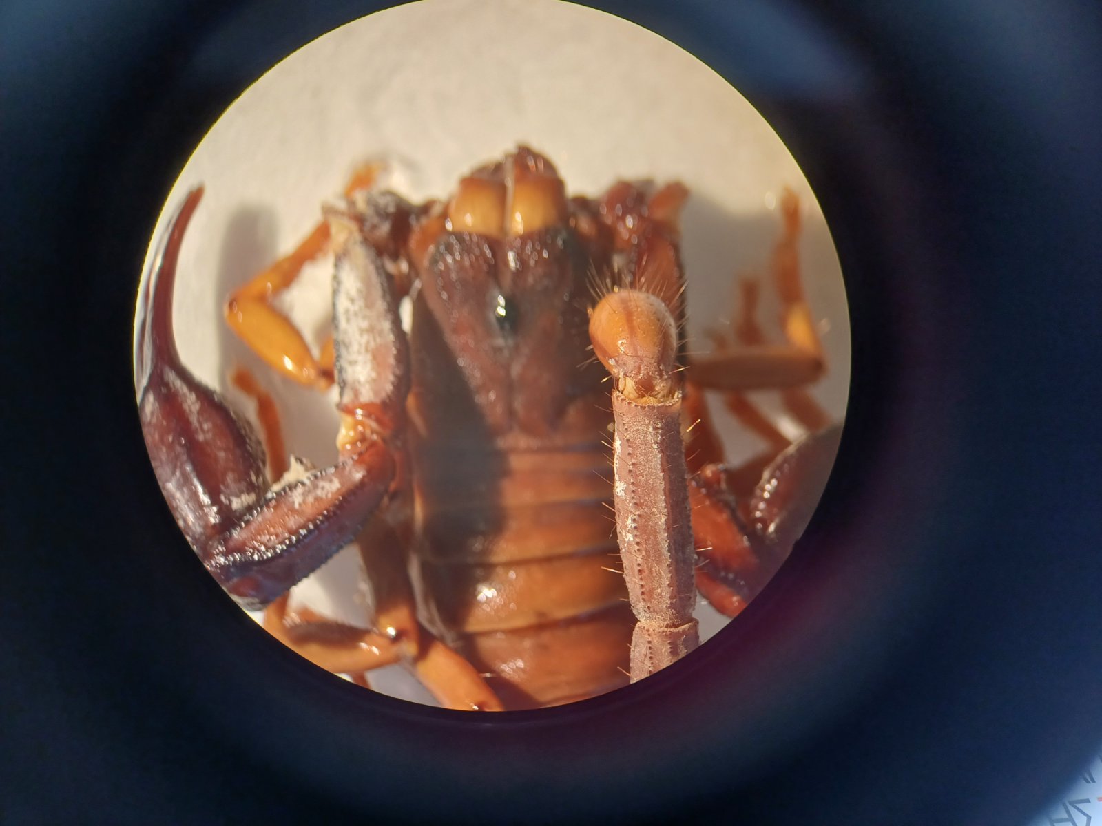 Μουσείο Φυσικής Ιστορίας