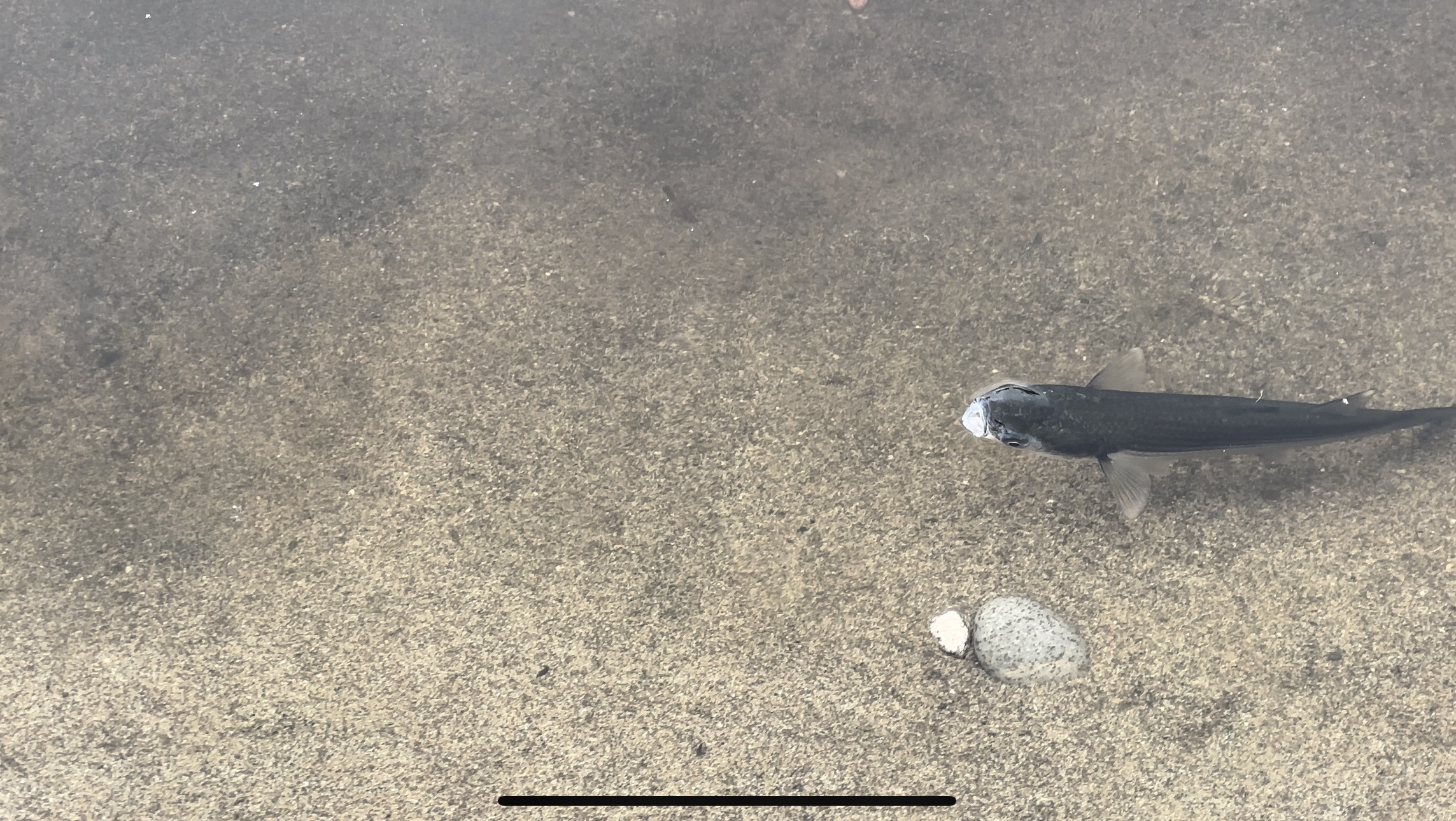 Κεφαλόπουλο στην όχθη του Αποσελέμη με κεφάλι έξω από το νερό και ανοικτό στόμα προσπαθώντας να αναπνεύσει.