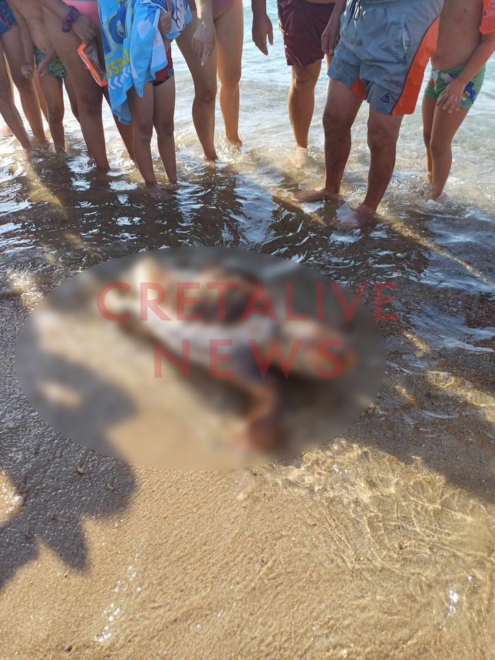 Νεκρή χελώνα Καρτερός