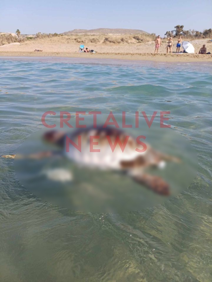 Νεκρή χελώνα Καρτερός