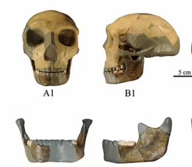 ανθρώπινο είδος