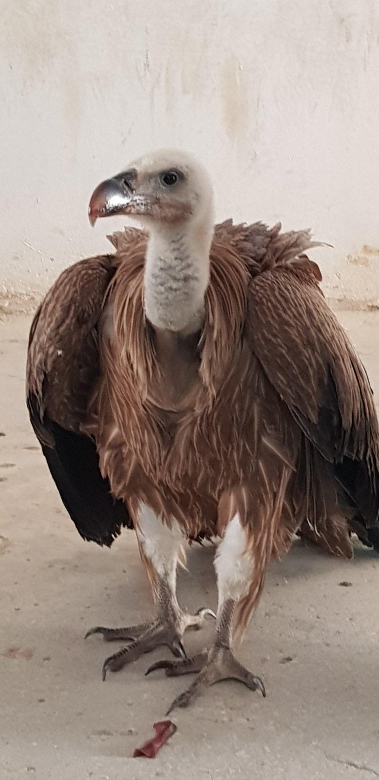 Ορνιο Μαλεβίζι