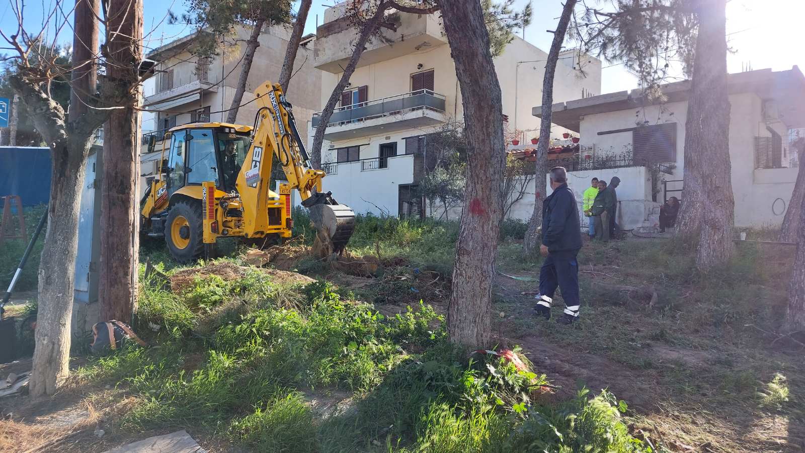 Πευκώνας Δειλινά κοπές δέντρων