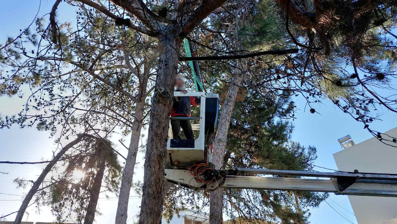 Πευκώνας Δειλινά κοπές δέντρων