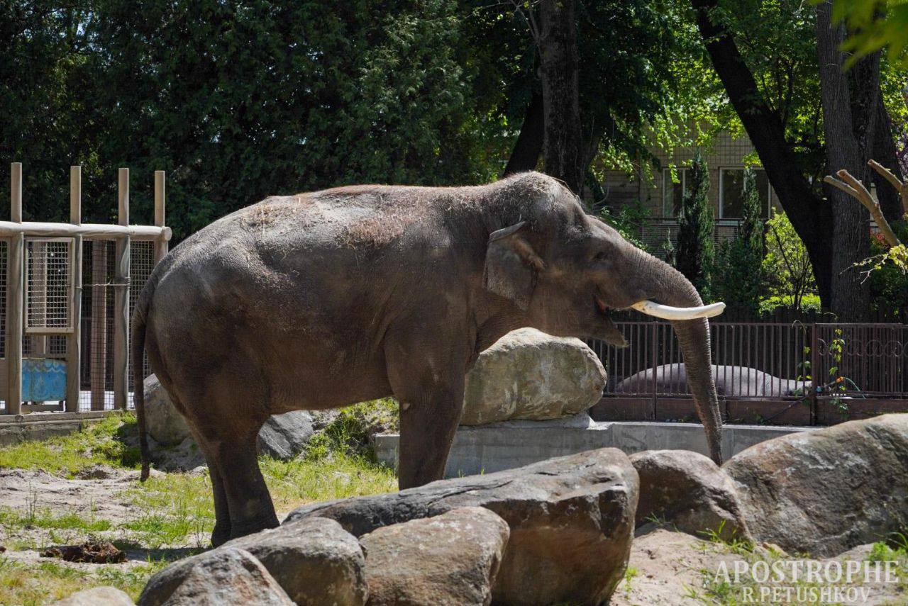 Άνοιξε και πάλι ο Ζωολογικός Κήπος στο Κίεβο