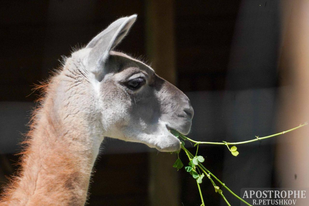 Άνοιξε και πάλι ο Ζωολογικός Κήπος στο Κίεβο