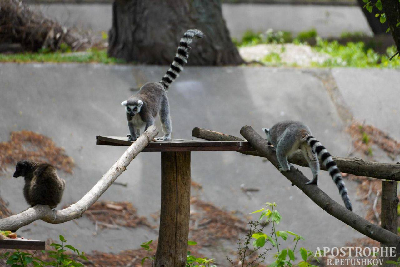 Άνοιξε και πάλι ο Ζωολογικός Κήπος στο Κίεβο