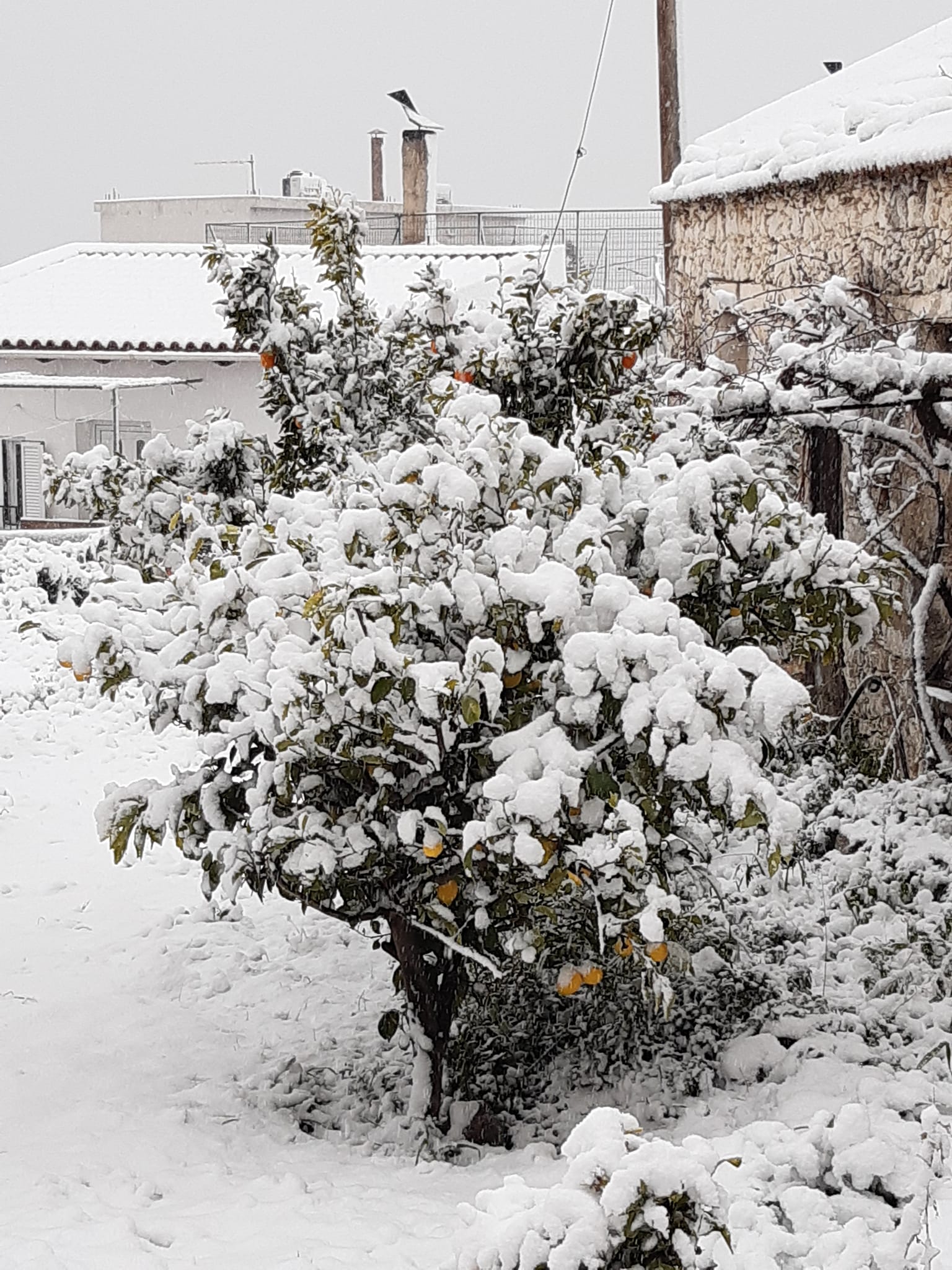 Πλάτανος Αμαρίου
