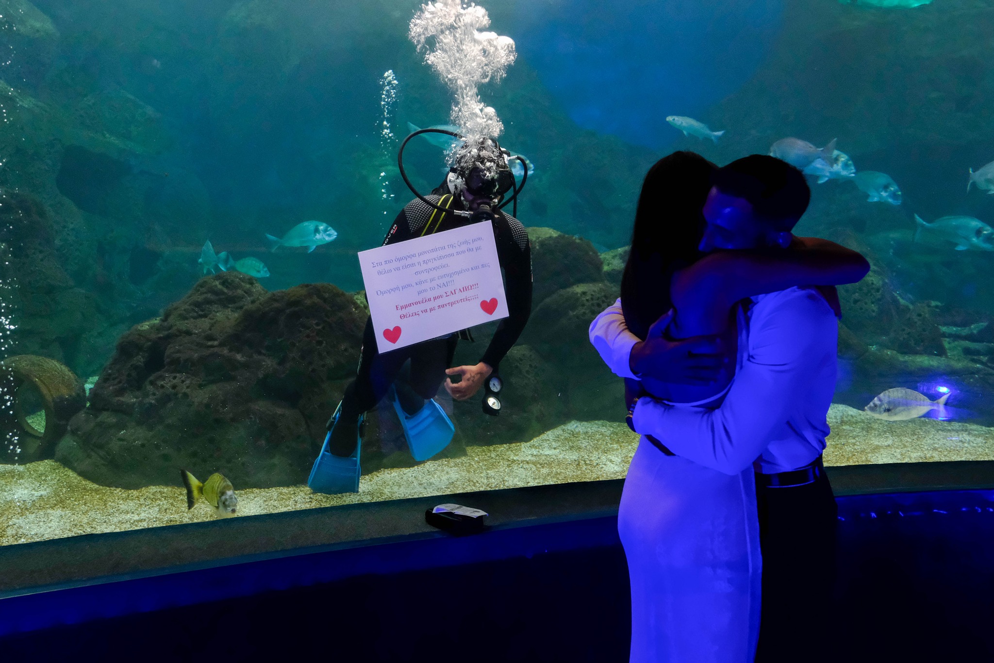πρόταση γάμου ενυδρείο