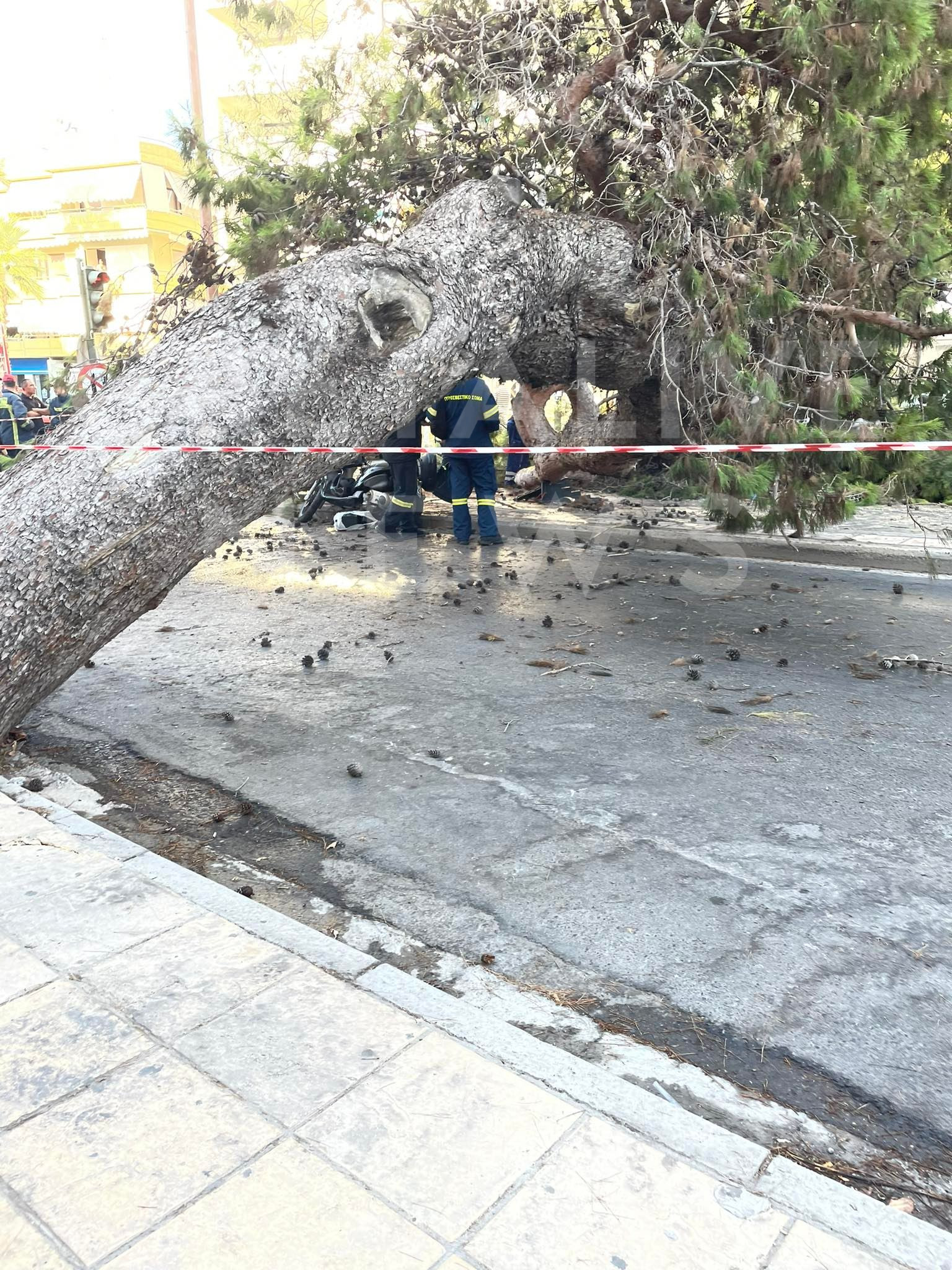 νεκρός-οδηγός-πτώση-δέντρου