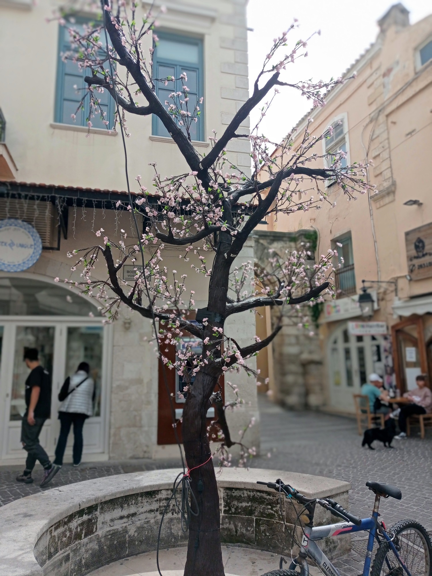 Δέντρο Ρέθυμνο