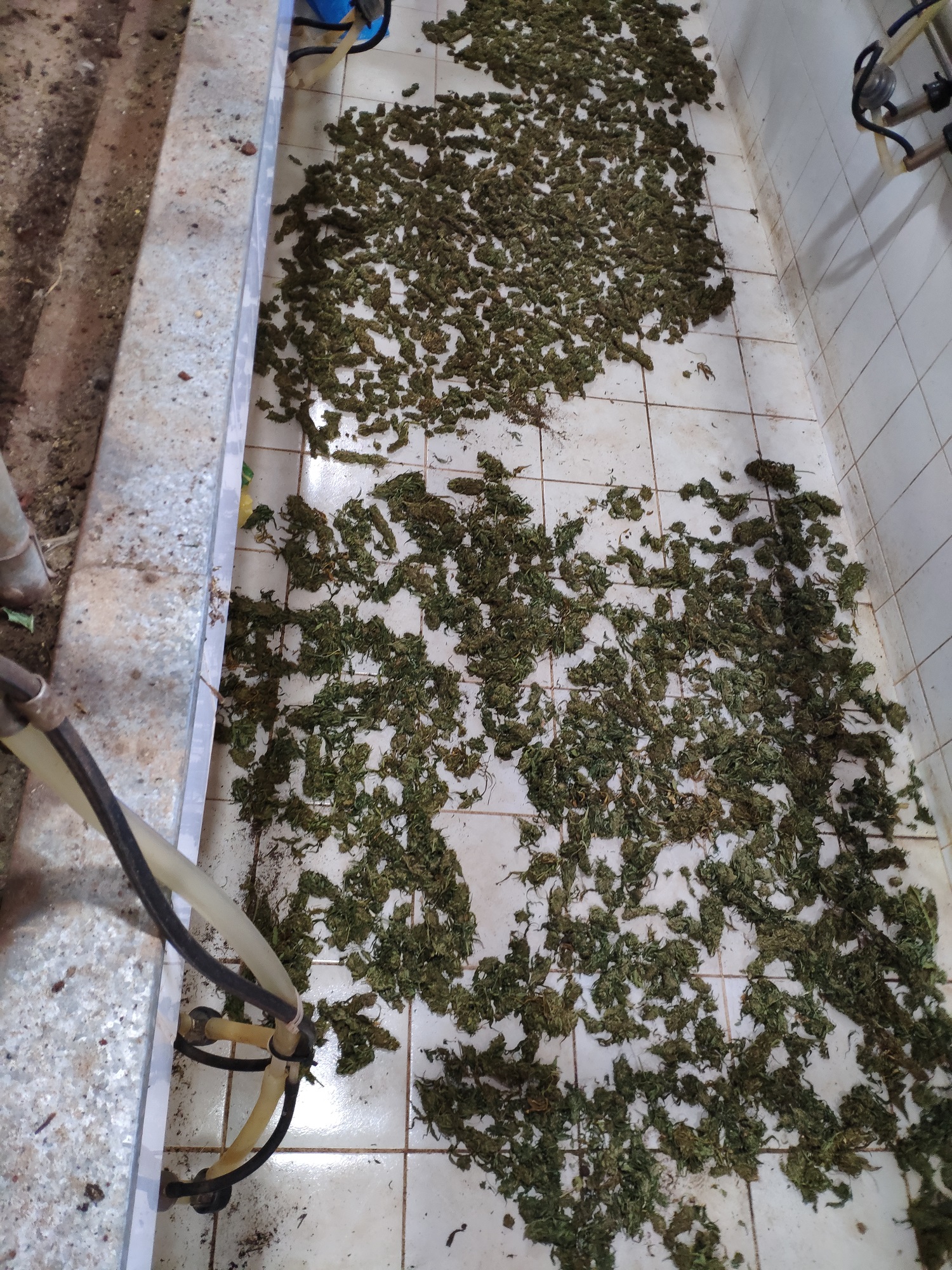 Ρέθυμνο Κάνναβη