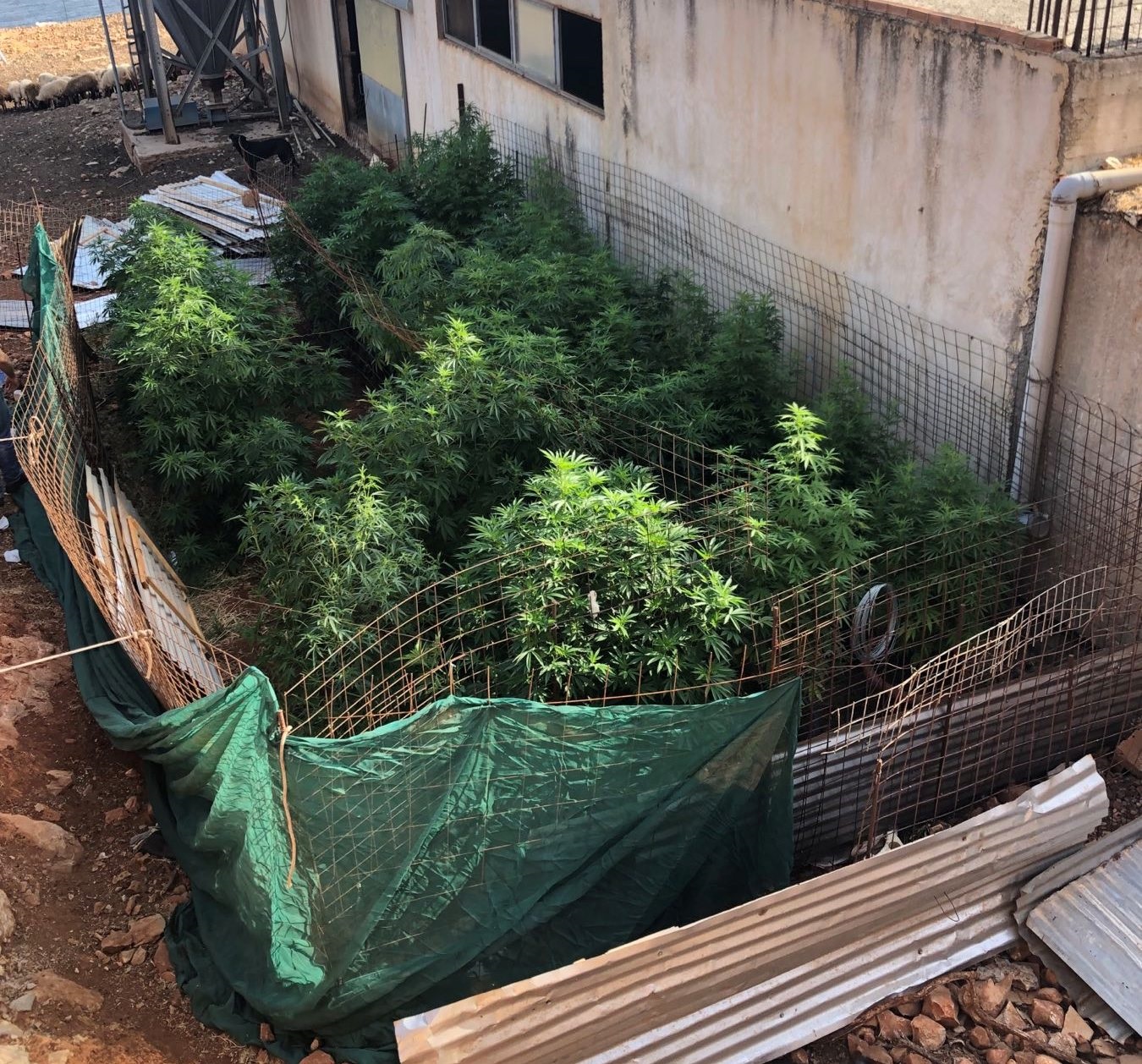 Ρέθυμνο Κάνναβη