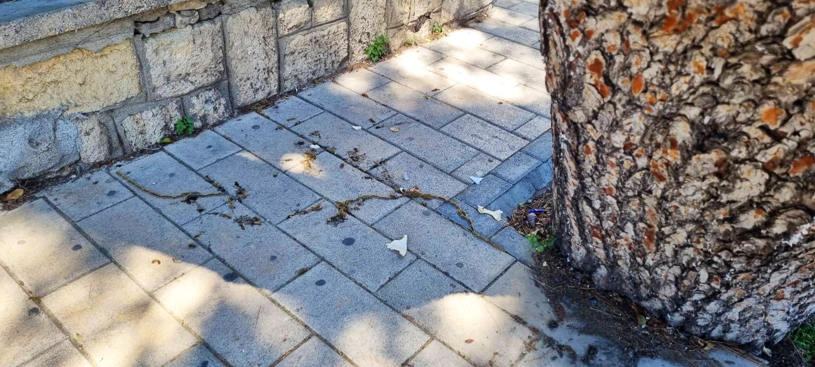 Κάμπιες σε πεύκα