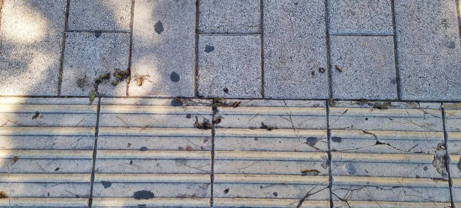 Κάμπιες σε πεύκα