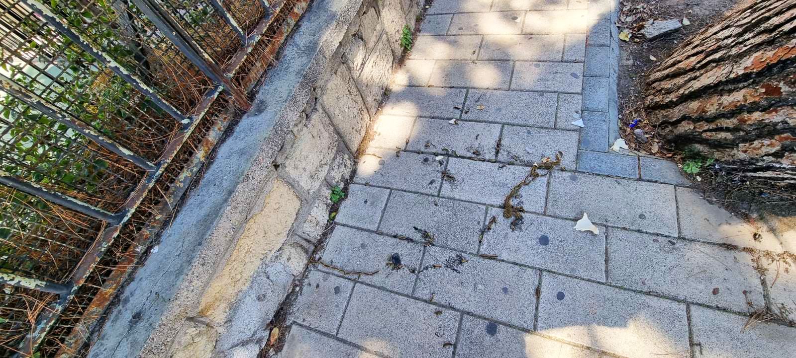 Κάμπιες σε πεύκα