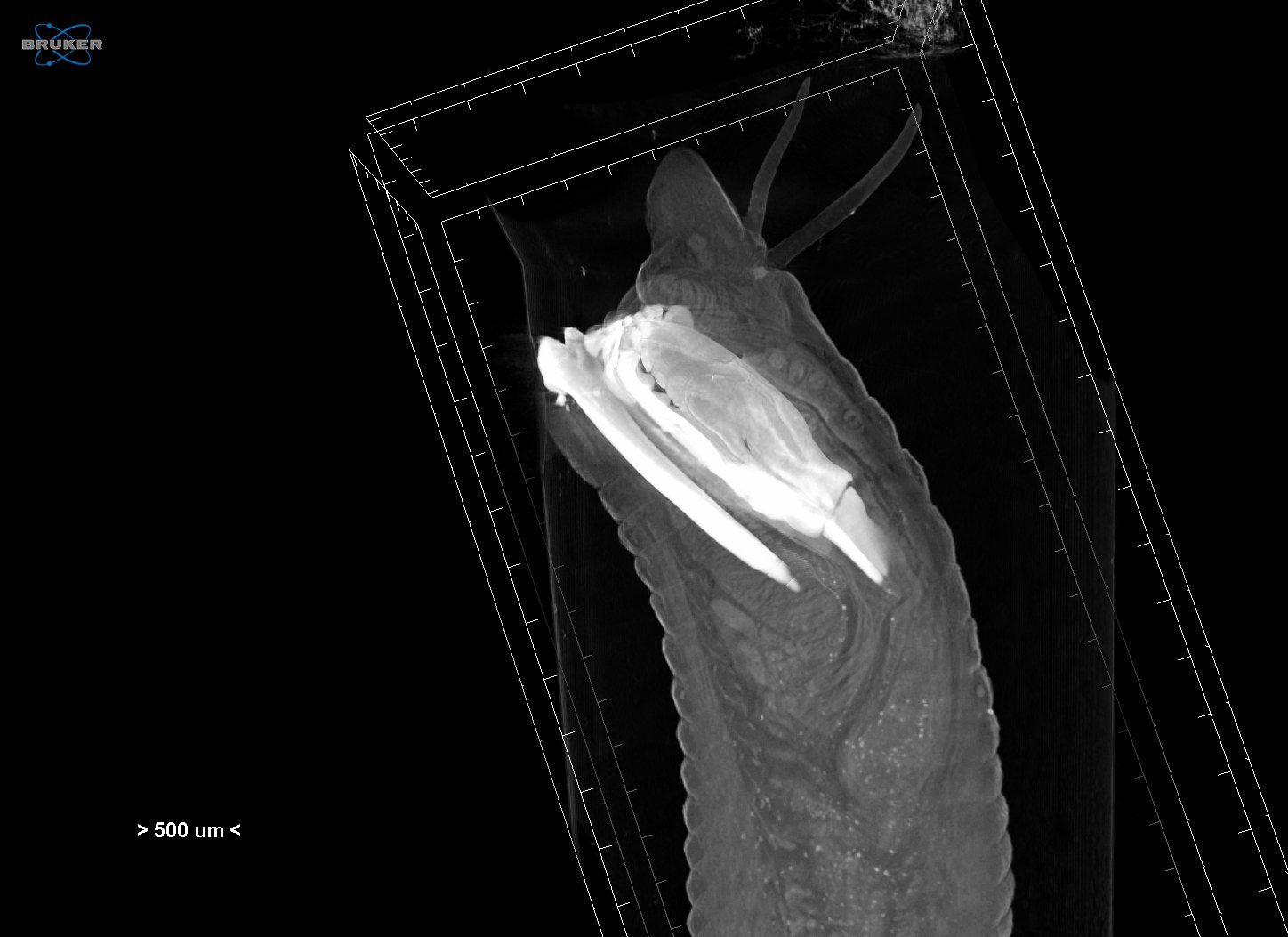 σκουλήκια ελκεθε