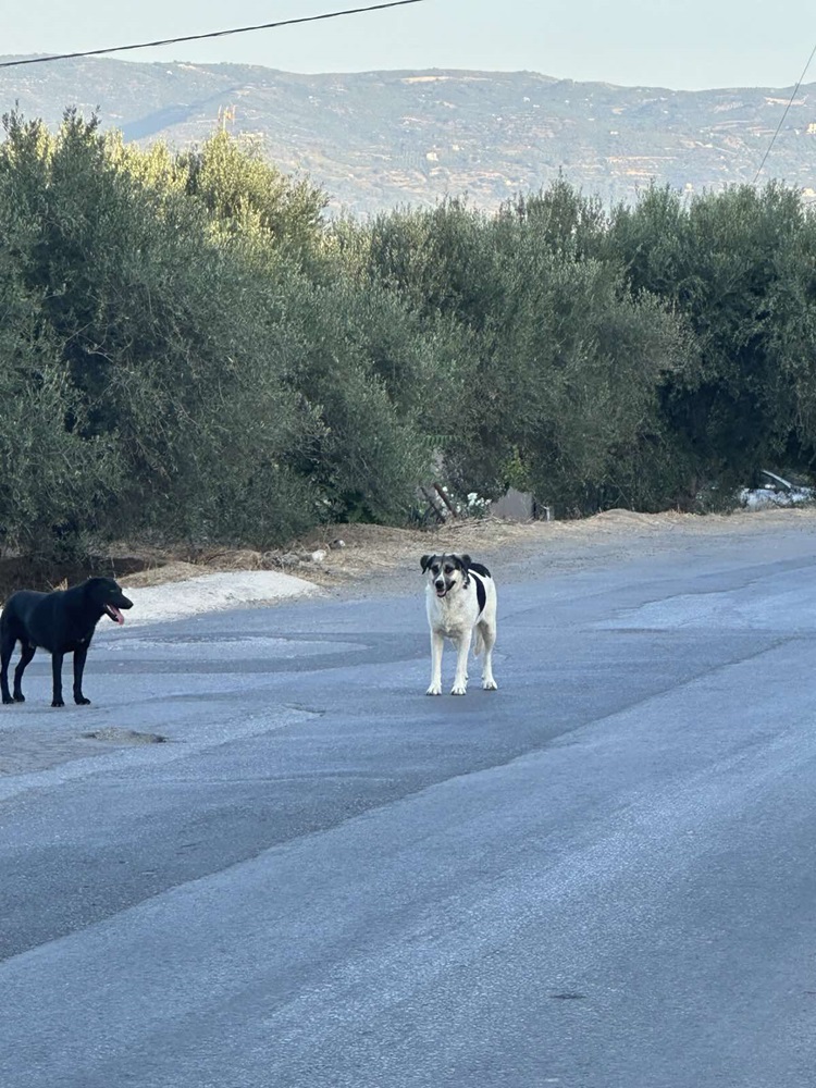 αδέσποτα σκυλιά