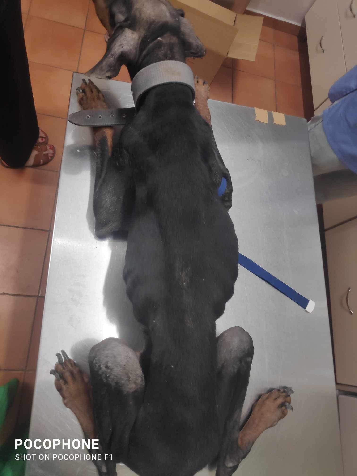 Ισμήνη σκυλι