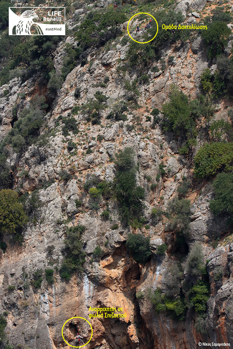 σπιτζαετός