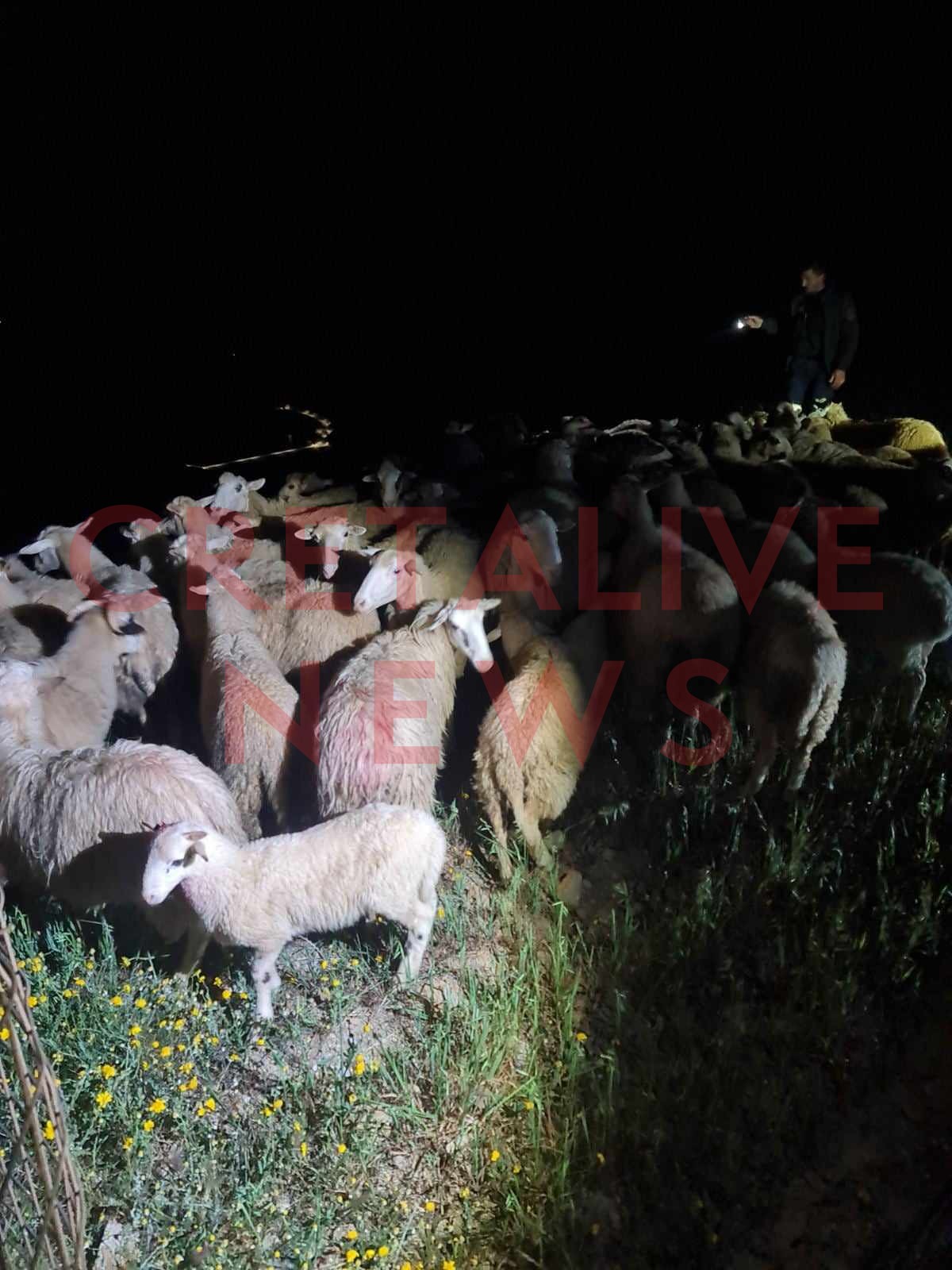 πρόβατα ταε ρέθυμνο