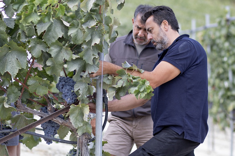 Ο Φετινός Τρύγος για το οινοποιείο Δουλουφάκη στις Δαφνές: Μικρή Ποσότητα, αλλά ποιοτική παραγωγή.