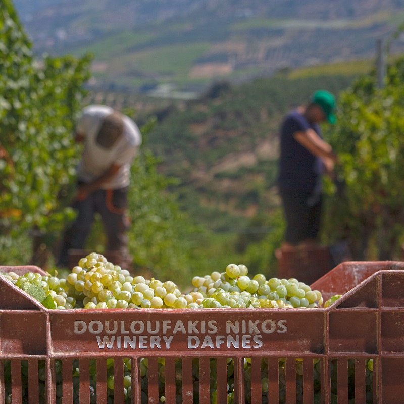 Ο Φετινός Τρύγος για το οινοποιείο Δουλουφάκη στις Δαφνές: Μικρή Ποσότητα, αλλά ποιοτική παραγωγή.