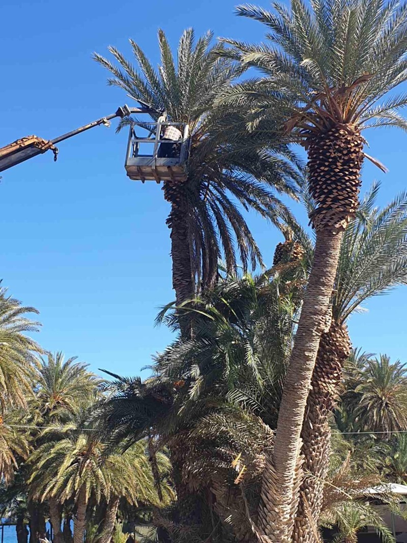 Σοβαρό κίνδυνο διατρέχει το φοινικόδασος Βάι, το μοναδικό δάσος στην Ευρώπη φοίνικα του είδους Θεόφραστου. Τα τελευταία δεδομένα σοκάρουν, με την προσβολή των φοινίκων από το κόκκινο σκαθάρι να έχει ξεπεράσει κάθε όριο εφησυχασμού. Περισσότεροι από 150 φοίνικες έχουν προσβληθεί από το κόκκινο σκαθάρι εντός της περιμέτρου της παραλιακής ζώνης, μέσα στο δάσος, αλλά και σε σημεία κοντά στο πάρκινγκ. Και σήμερα έγιναν διασωστικές παρεμβάσεις από υπαλλήλους της Διεύθυνσης Δασών Λασιθίου, με επικεφαλής τον δασάρχη, Μανώλη Κουδουμά. Φοινικόδασος Βάι: Εκτεταμένη προσβολή των δέντρων από το κόκκινο σκαθάρι Φοίνικες που διαπιστώθηκε, ότι μπορούν να σωθούν εμποτίστηκαν με ειδικό εντομοκτόνο, ενώ όσοι ήταν κατεστραμμένοι από το σκαθάρι κόπηκαν για να μεταφερθούν σε σημείο να καούν και να θαφτούν. Διαπιστώθηκε, ότι μέσα στους ξερούς κορμούς υπήρχαν ζωντανά σκαθάρια. Την προσπάθεια της διεύθυνσης δασών επικουρεί ο Δήμος Σητείας με ειδικό καλαθοφόρο όχημα και ό,τι άλλο χρειαστεί. Παρά την ευρεία σύσκεψη, που πραγματοποιήθηκε στον δήμο Σητείας την προηγούμενη Πέμπτη, παρουσία του Δημάρχου, Γιώργου Ζερβάκη του Αντιπεριφερειάρχη, Γιάννη Ανδρουλάκη στελεχών της αυτοδιοίκησης, του Δασάρχη, Μανώλη Κουδουμά του ηγούμενου της μονής, Τοπλού Αμβρόσιου, οι οποίες διαδικασίες για μια ουσιαστική καταπολέμηση του σκαθαριού καθυστερούν. Φοινικόδασος Βάι: Εκτεταμένη προσβολή των δέντρων από το κόκκινο σκαθάρι Μιλώντας στην ΕΡΤ ο Δασάρχης, Μανώλης Κουδουμάς δήλωσε: «Καθημερινά βρίσκουμε προσβεβλημένους φοίνικες χρειάζεται άμεσα να γίνει ένα επιχειρησιακό σχέδιο προκειμένου να παρέμβουμε όλοι οι εμπλεκόμενοι φορείς οργανωμένα, πριν ανοίξει ο καιρός. Δεν υπάρχει χρόνος για χάσιμο» κατέληξε. Η διεύθυνση Δασών Λασιθίου θα συνεχίσει την καταπολέμηση του σκαθαριού και το επόμενο διάστημα για να μην χαθεί πολύτιμος χρόνος. Σε κάθε περίπτωση προβληματισμό προκαλεί η “εκκωφαντική απουσία της επιθεώρησης δασών Κρήτης, η οποία παρ’ ότι είχε προσκληθεί, δεν πήγε κάνεις στην σύσκεψη για το Βάι που πραγματοποιήθηκε στη Σητεία, ενώ μέχρι σήμερα δεν έχει